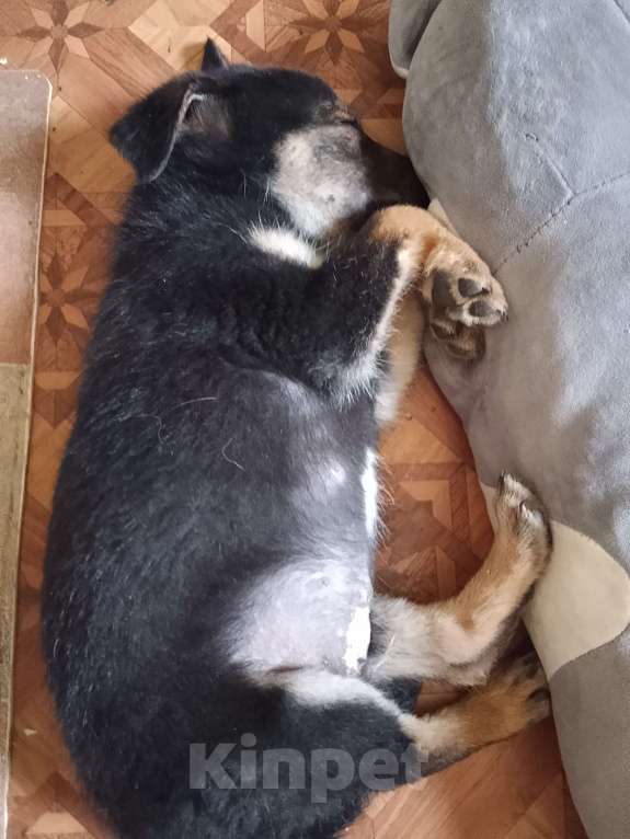 Собаки в Волгограде: Добрым людям  Мальчик, 500 руб. - фото 2