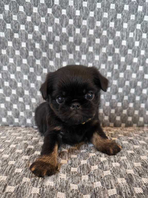 Собаки в Хабаровске: Щенки гриффона   Девочка, 80 000 руб. - фото 3