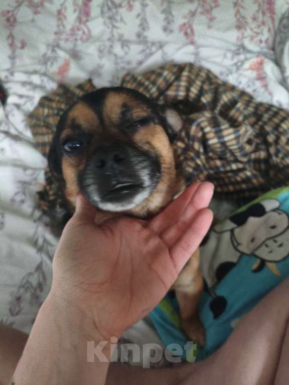 Собаки в Тосно: Мухтар, 6 лет Мальчик, Бесплатно - фото 3