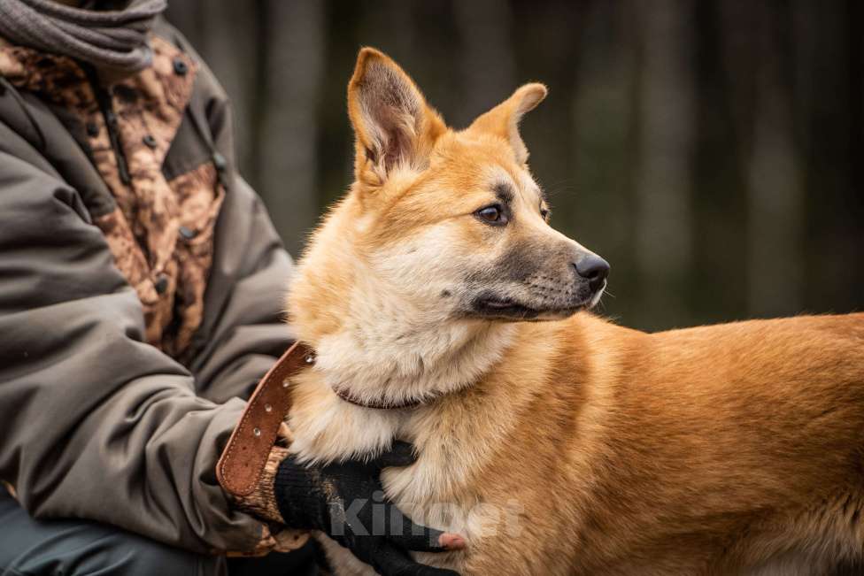 Собаки в Клине: Хеди — настоящая искорка счастья Девочка, Бесплатно - фото 9