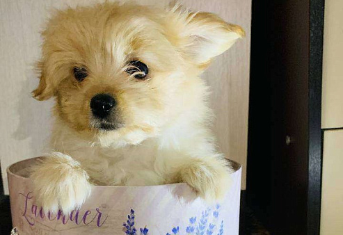 Щенок шпиц-мальтипу