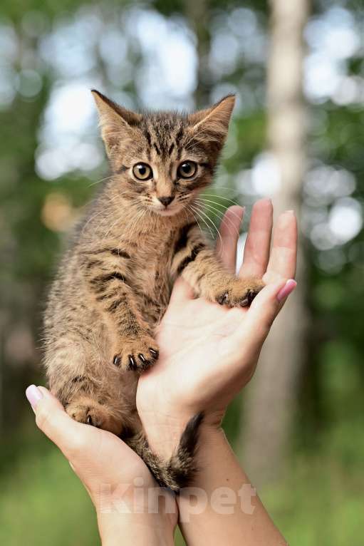 Кошки в Красногорске: Маленький тигренок Барсик 2 месяца очень ждет родителей  Мальчик, Бесплатно - фото 3