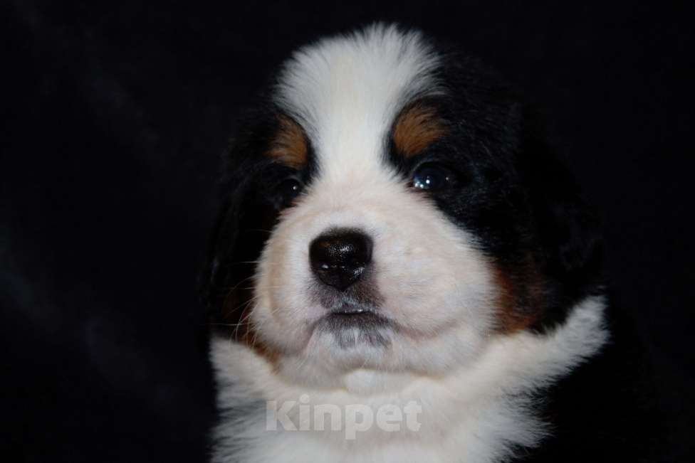 Собаки в других городах Московской области: Бернский зенненхунд Мальчик, 110 000 руб. - фото 1