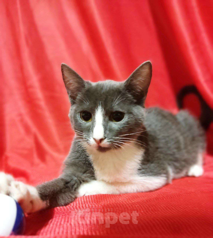 Кошки в Москве: Чудесная Нино ищет дом Девочка, Бесплатно - фото 2