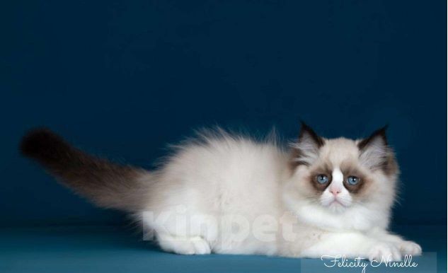 Кошки в Москве: Рэгдолл котята  Девочка, Бесплатно - фото 6