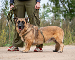 Собаки в Москве: Коротколапый Ронни ищет дом! Мальчик, Бесплатно - фото 2