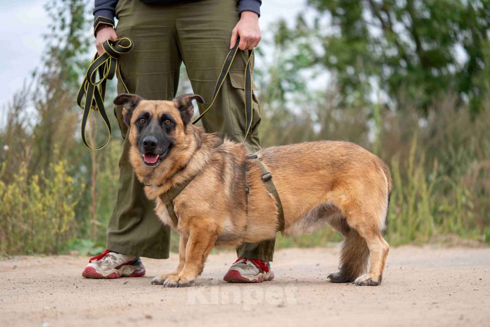 Собаки в Москве: Коротколапый Ронни ищет дом! Мальчик, Бесплатно - фото 2