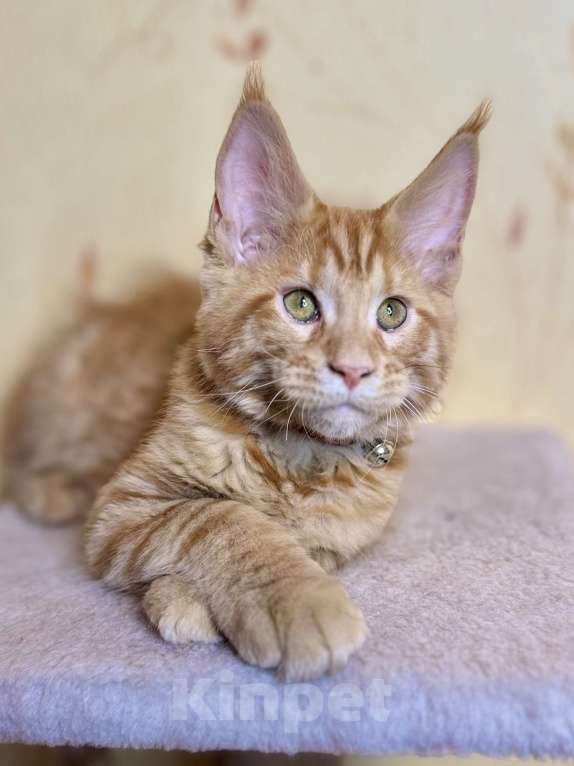 Кошки в Москве: Гуччи и Армани котята мейкун Мальчик, 49 999 руб. - фото 2