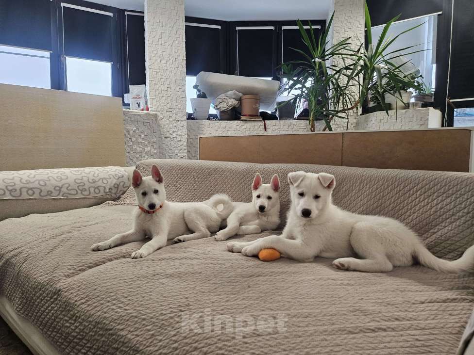 Собаки в Люберцах: Стоимость договорная Мальчик, 20 000 руб. - фото 6