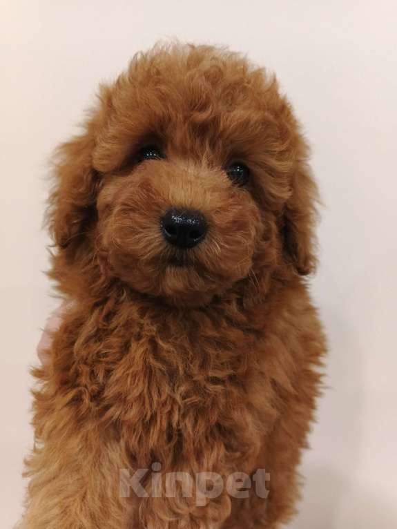 Собаки в Москве: Парень той-пудель РКФ. Мальчик, 100 000 руб. - фото 4