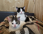 Кошки в Санкт-Петербурге: Две прекрасные кошечки ищут дом Девочка, 1 руб. - фото 5