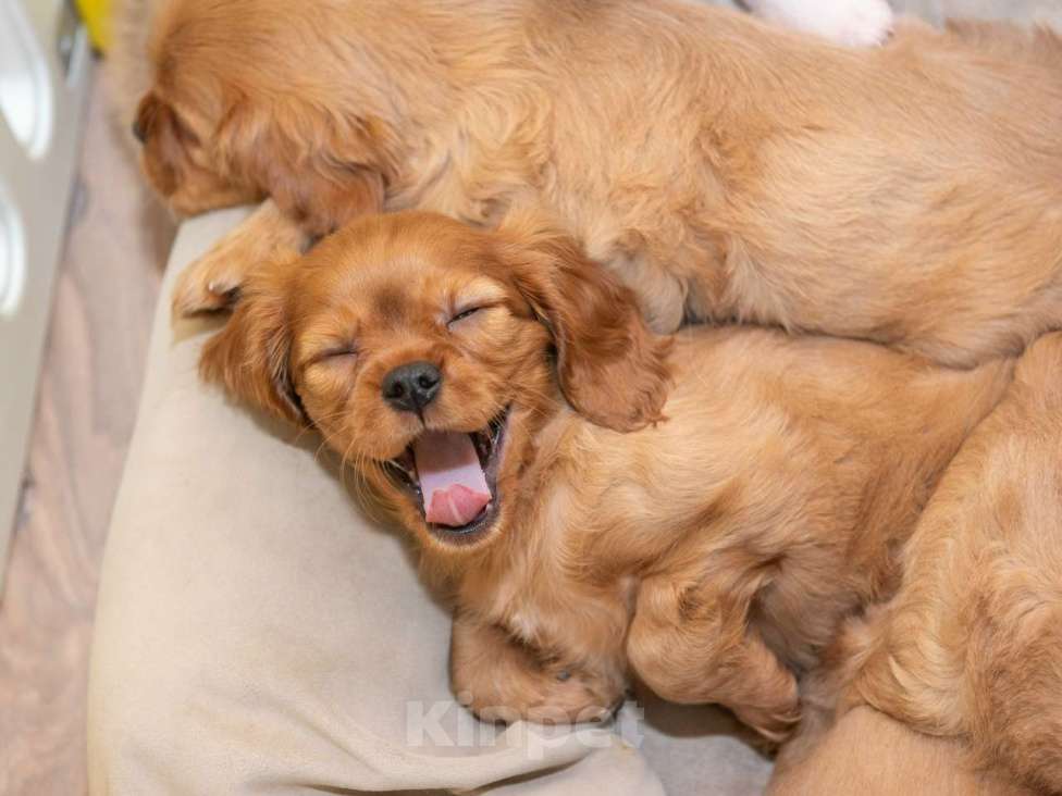 Собаки в Москве: Продаются очаровательные малыши Кавалер Кинг Чарльз Спаниель Мальчик, Бесплатно - фото 2