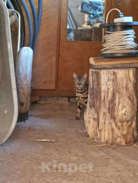 Кошки в Краснокамске: Киса Рыся 3 года потерялась Девочка, 25 000 руб. - фото 7