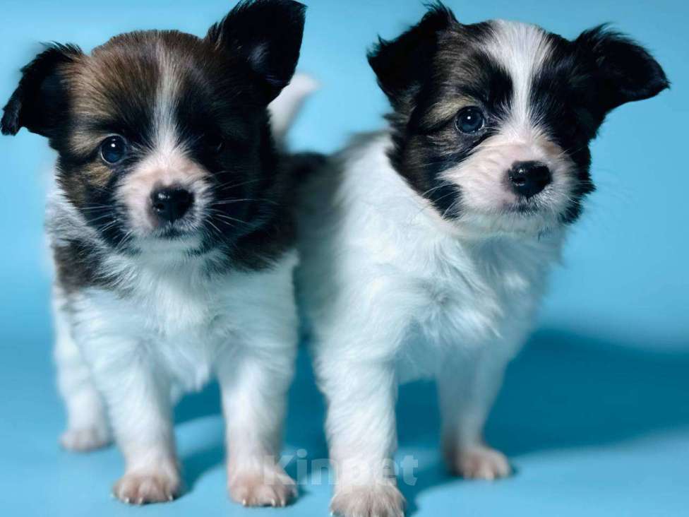 Собаки в Саратове: Щенки Папийона (континентальный той-спаниель) Мальчик, 50 000 руб. - фото 1