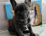 Собаки в Москве: Французский бульдог  Мальчик, 55 000 руб. - фото 2