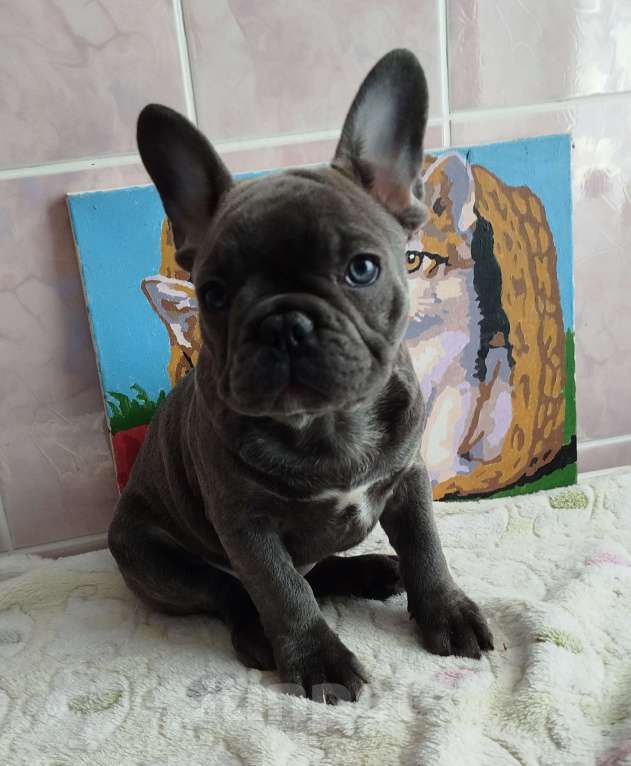 Собаки в Москве: Французский бульдог  Мальчик, 55 000 руб. - фото 2