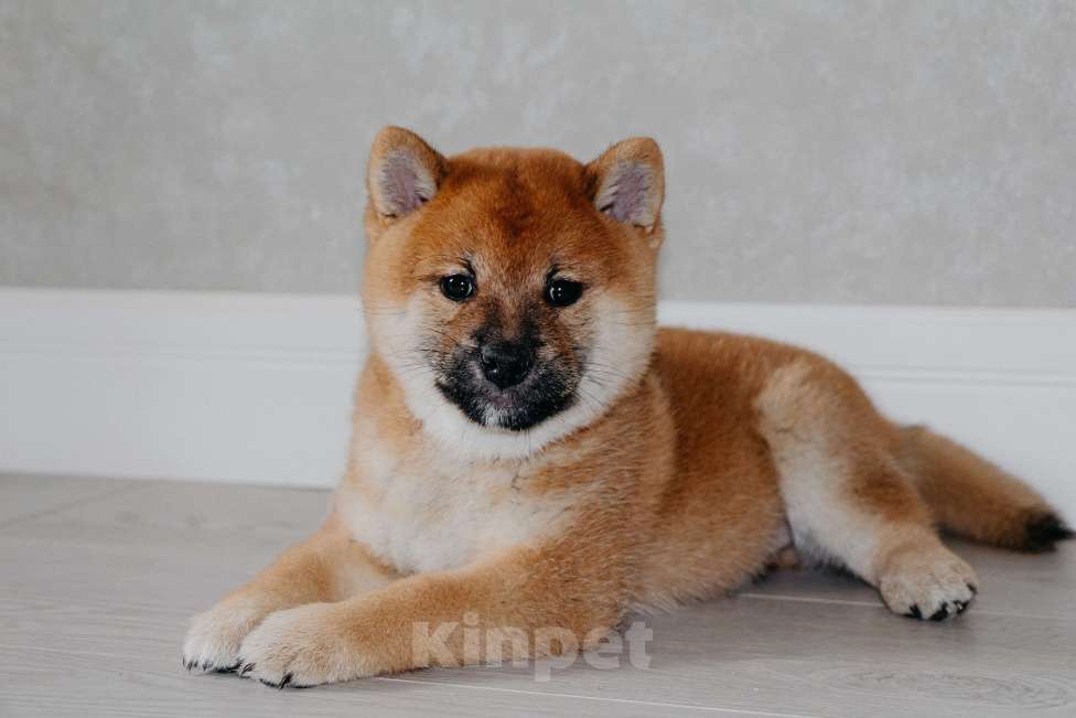 Собаки в Казани: Сиба игу щенки РУФ с документами Мальчик, Бесплатно - фото 2