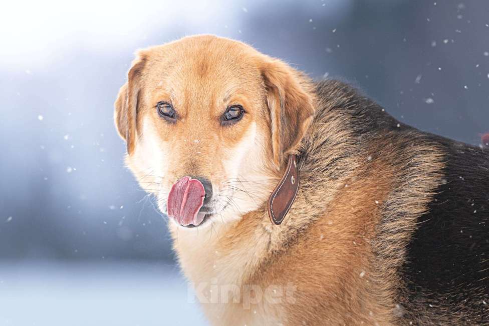 Собаки в Клине: Рэй — резвый пёсик Мальчик, Бесплатно - фото 2