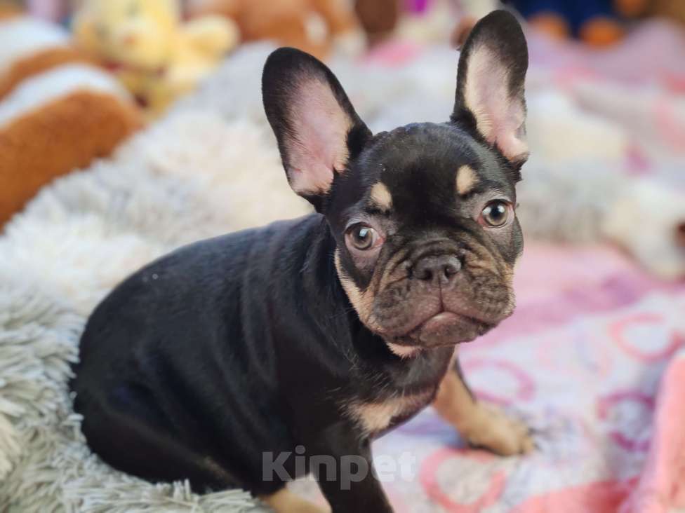 Собаки в Санкт-Петербурге: Шикарный лиловый мальчик Мальчик, 60 000 руб. - фото 10