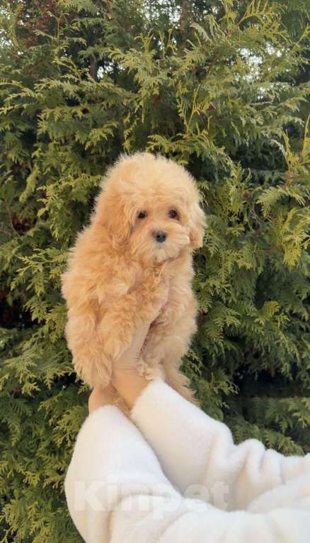 Собаки в других городах Московской области: Щенок мальтипу f1, мальчик Мальчик, 120 000 руб. - фото 1