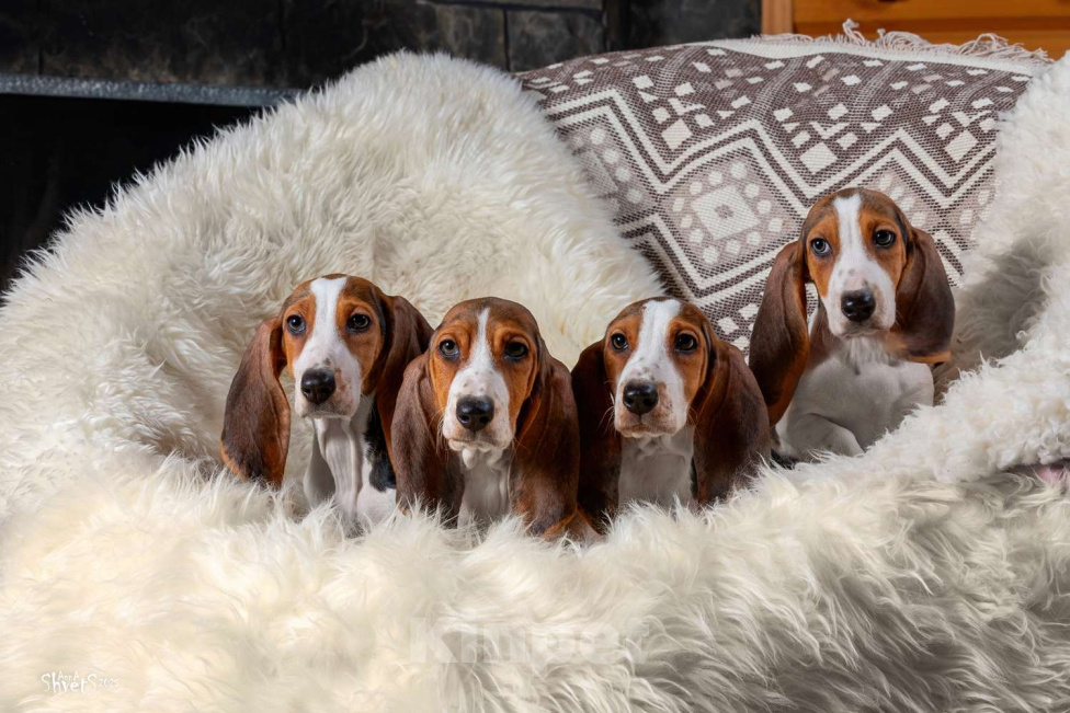 Собаки в Истре: Артезиано-нормандский бассет Девочка, 150 000 руб. - фото 1