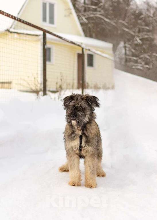 Собаки в Москве: Ласковый небольшой бородатик Нюша в добрые руки Девочка, 1 руб. - фото 5