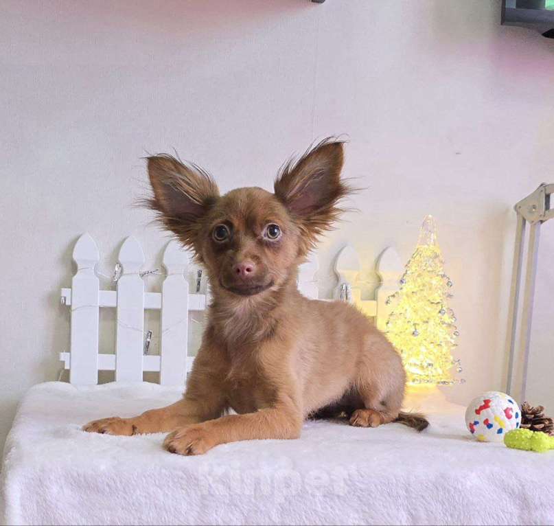 Собаки в Красноярске: Русский той-терьер щенок Девочка, Бесплатно - фото 2