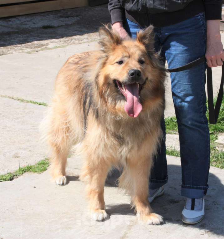 Собаки в Москве: Мишка в поисках дома и своей семьи  Мальчик, Бесплатно - фото 3