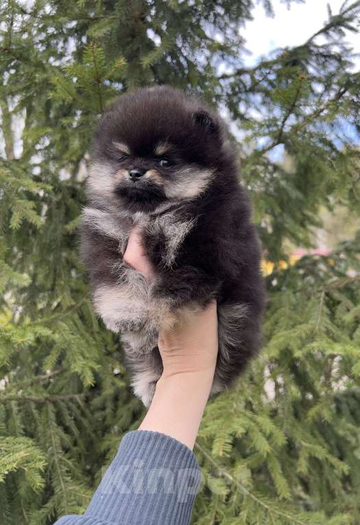 Собаки в Сосновом Бору: Девочка шпиц Виктория Девочка, 100 000 руб. - фото 3