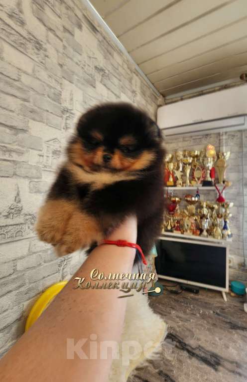 Собаки в Москве: Яркая набивная девочка померанского шпица РКФ Девочка, Бесплатно - фото 2