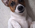 Собаки в Красноярске: Джек рассел вязка Мальчик, 10 руб. - фото 2