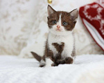Кошки в Владивостоке: Британский котенок красивого шоколадного окраса Девочка, 30 000 руб. - фото 2
