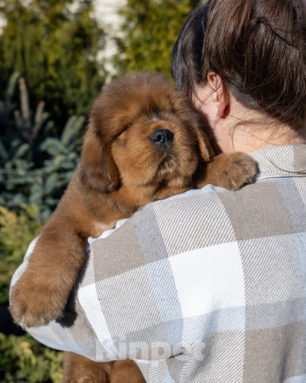 Собаки в Москве: Шикарный мальчик в экстремальном типе Мальчик, 350 000 руб. - фото 5