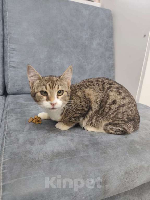 Кошки в Симферополе: Кася хочет на ручки Девочка, Бесплатно - фото 5