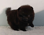 Собаки в Москве: Померанский шпиц черный мини мальчик Мальчик, 23 000 руб. - фото 8