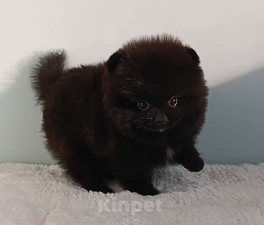 Собаки в Москве: Померанский шпиц черный мини мальчик Мальчик, 23 000 руб. - фото 8