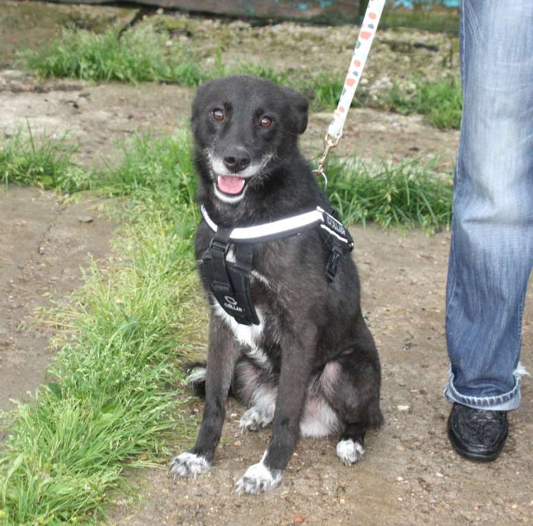 Собаки в Москве: Жизнерадостный собака-улыбака Гек мечтает о родном доме и любимой семье! Мальчик, Бесплатно - фото 7