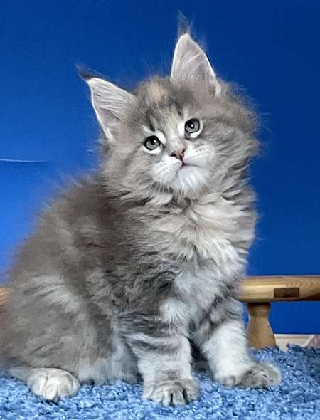 Кошки в других городах Ленинградской области: Мейн кун котята Девочка, Бесплатно - фото 1