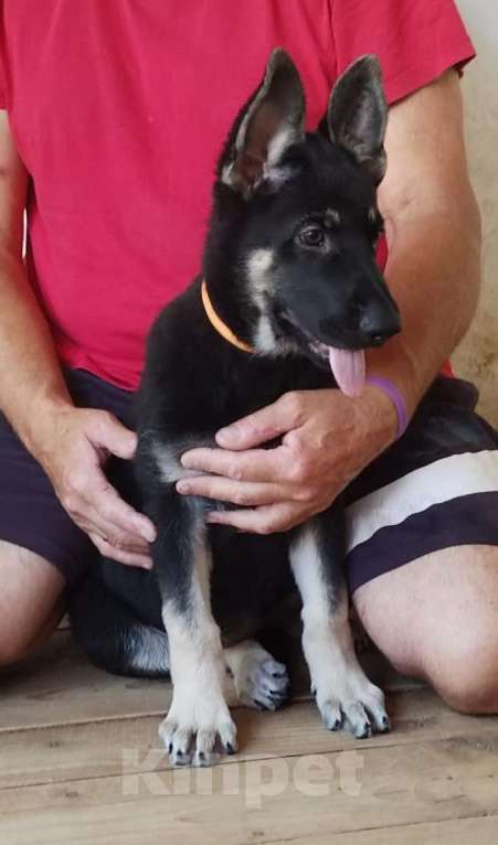 Собаки в Севастополе: щенок восточноевропейской овчарки, документы РКФ Мальчик, 60 000 руб. - фото 2