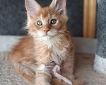Кошки в Одинцово: Котёнок мейн-кун Девочка, 38 000 руб. - фото 3