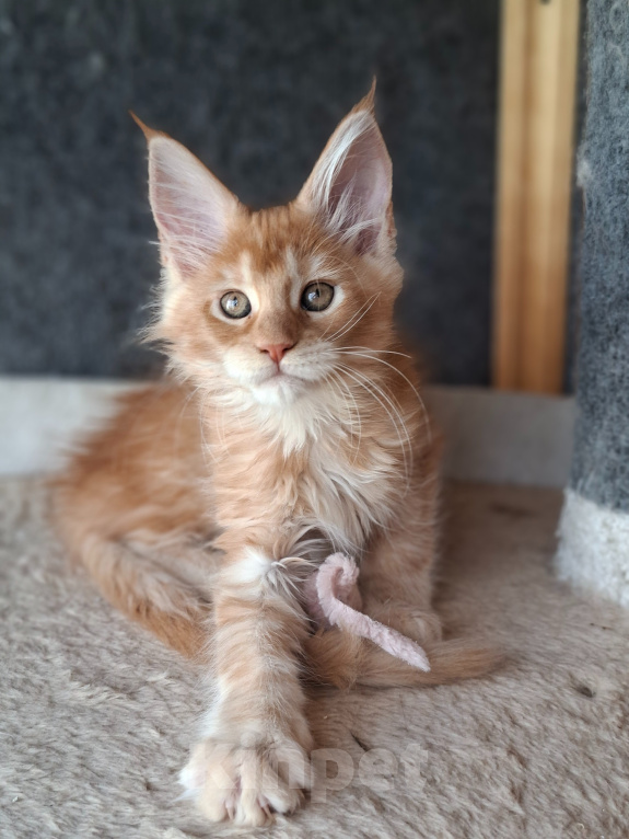 Кошки в Одинцово: Котёнок мейн-кун Девочка, 38 000 руб. - фото 3