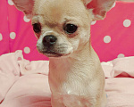 Собаки в Москве: Щенки чихуахуа Девочка, 30 000 руб. - фото 3