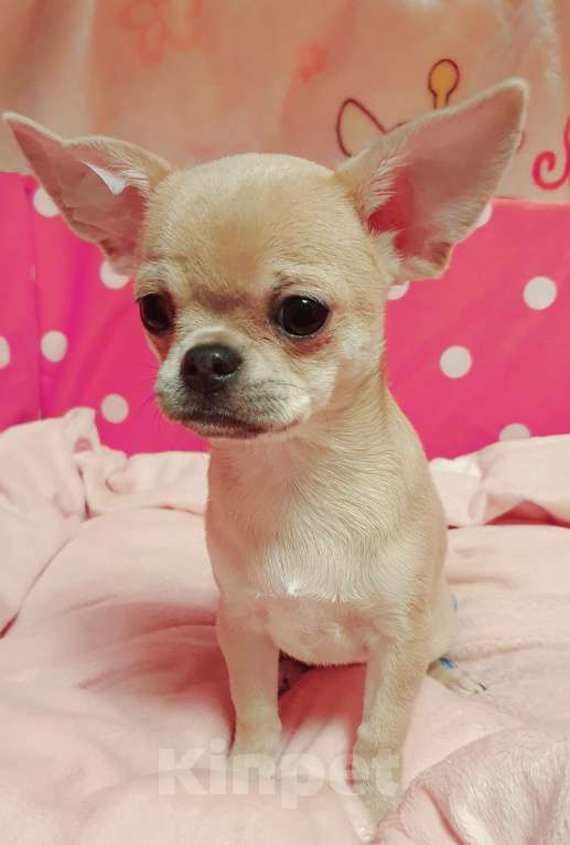 Собаки в Москве: Щенки чихуахуа Девочка, 30 000 руб. - фото 3