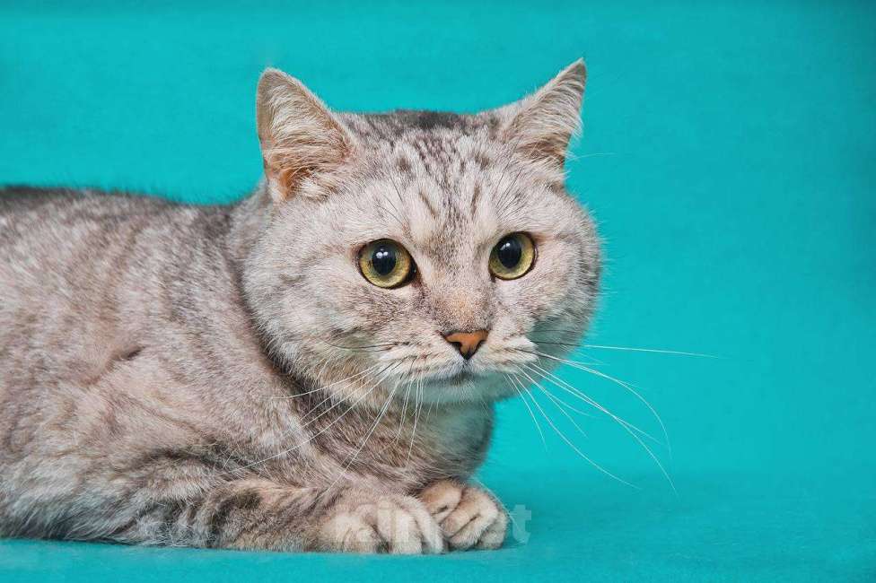 Кошки в Москве: Кошечка Молли в поисках замечательной семьи Девочка, 33 руб. - фото 4