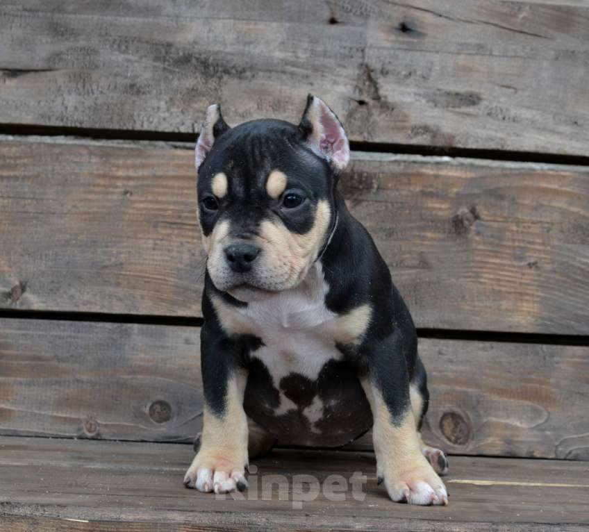 Собаки в Москве: Девочка Американский булли Девочка, Бесплатно - фото 1