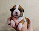 Собаки в Москве: Яркая девочка амстаффа  Девочка, 40 000 руб. - фото 1
