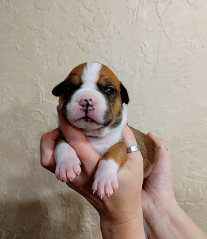 Яркая девочка амстаффа 