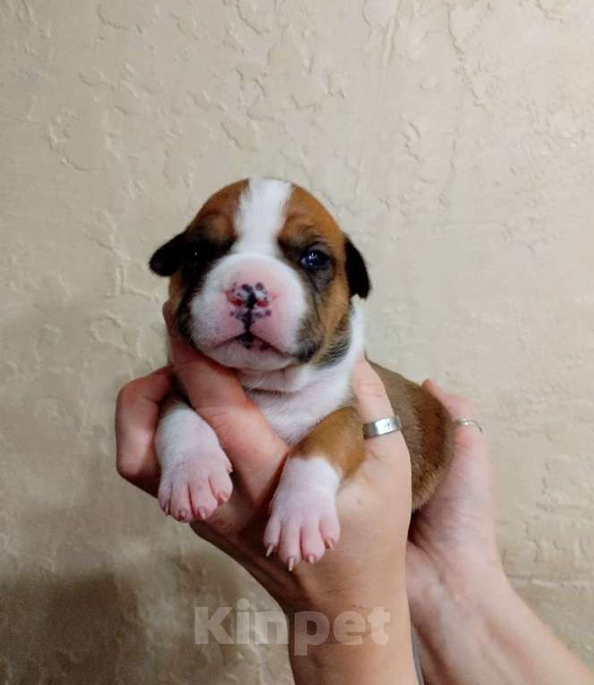 Собаки в Москве: Яркая девочка амстаффа  Девочка, 40 000 руб. - фото 1