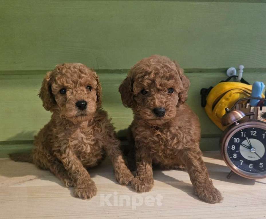 Собаки в Москве: Мальчики той и миниатюра, ркф Мальчик, 50 000 руб. - фото 1