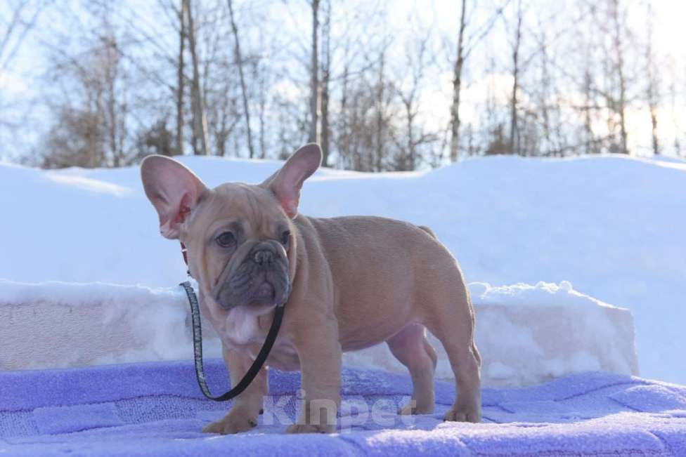 Собаки в Москве: Девочка палевоголубая Девочка, 55 000 руб. - фото 9